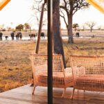 Pengalaman Mewah: Menyelami Keajaiban Eco-Safari di Afrika Selatan yang Wajib Didatangi!