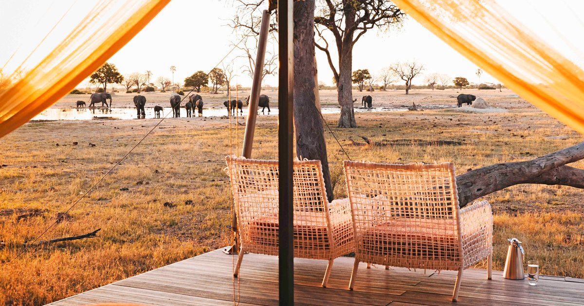Pengalaman Mewah: Menyelami Keajaiban Eco-Safari di Afrika Selatan yang Wajib Didatangi!