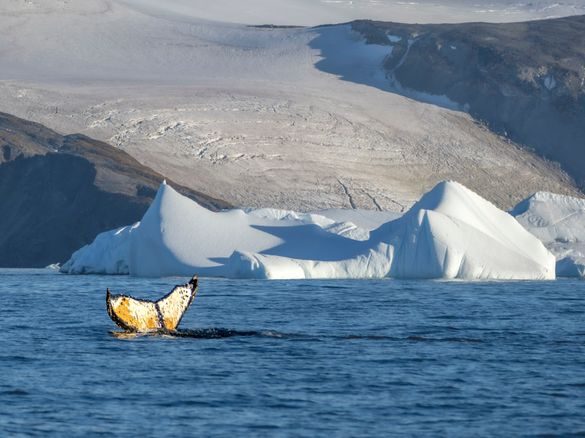 Aurora Expeditions Siap Bawa Petualangan Tak Terlupakan di Musim Antartika 2025/26!