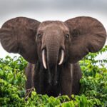 Hariom Travels & Tourism LLC - Mengubah Cerita Wisata di Afrika dengan Gaya!