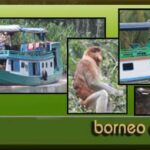 Rasakan Keajaiban Borneo Lestari Tour di Pangkalan Bun, Tengah Borneo – Temukan Keindahan Indonesia, Surga Nusantara!