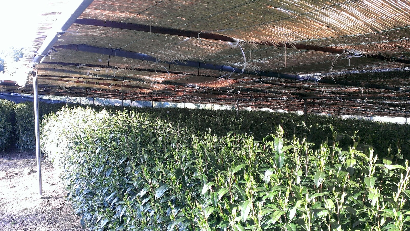 gyokuro-leaves_nob2020-pixta_72478614_m.jpeg