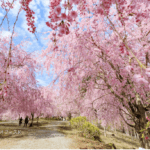 Takami Village: 1.000 Pohon Ceri Menangis Warnai Gunung dengan Nuansa Pink Setiap Musim Semi!