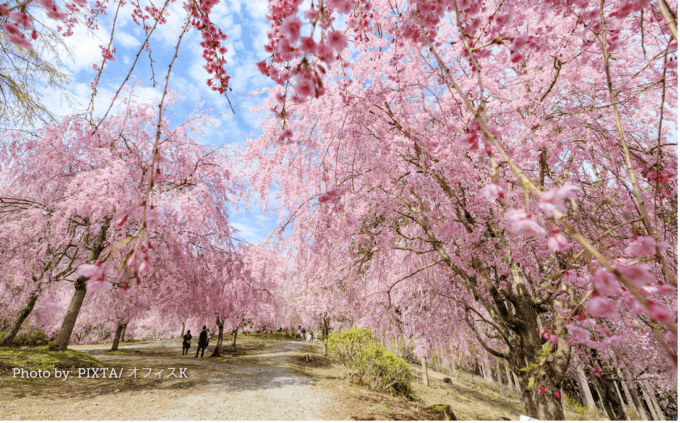 Takami Village: 1.000 Pohon Ceri Menangis Warnai Gunung dengan Nuansa Pink Setiap Musim Semi!