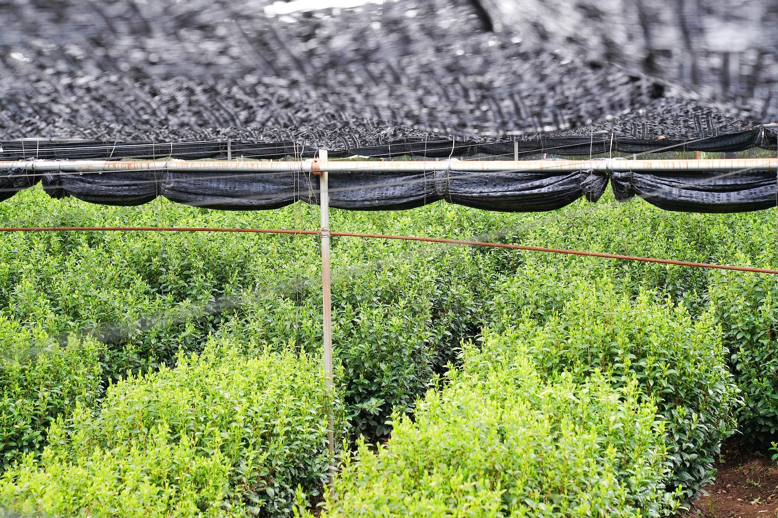 uji-tea-field_-dtgw60-pixta_114337284_m.jpeg