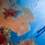 20 Destinasi Snorkeling Terbaik di Dunia: Cocok untuk Pemula dan Pro!