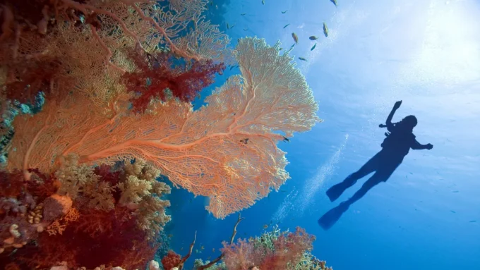 20 Destinasi Snorkeling Terbaik di Dunia: Cocok untuk Pemula dan Pro!