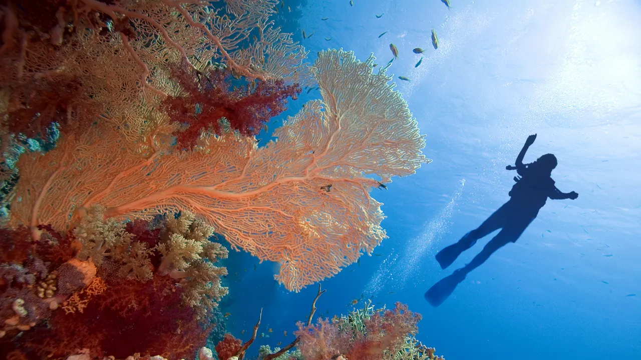 20 Destinasi Snorkeling Terbaik di Dunia: Cocok untuk Pemula dan Pro!