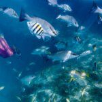 Pelajaran Berharga dari Scuba Diving dan Teknik Pernapasan: Cara Tetap Tenang di Bawah Tekanan!