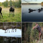 Jelajahi Keindahan Alam Swedia Lewat Moose Cam Tanpa Perlu Terbang!