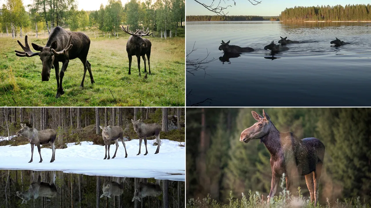 Jelajahi Keindahan Alam Swedia Lewat Moose Cam Tanpa Perlu Terbang!