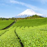 10 Brand Matcha Jepang Terbaik yang Harus Kamu Coba: Semua yang Perlu Kamu Tahu!