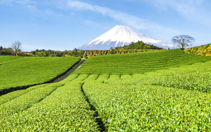 10 Brand Matcha Jepang Terbaik yang Harus Kamu Coba: Semua yang Perlu Kamu Tahu!
