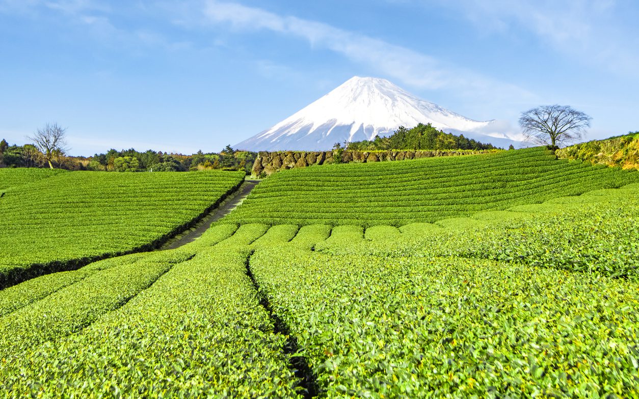 10 Brand Matcha Jepang Terbaik yang Harus Kamu Coba: Semua yang Perlu Kamu Tahu!