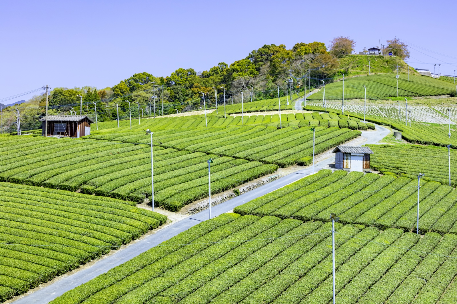 yame-tea-fields_toshi-k-pixta_88622432_m.jpeg
