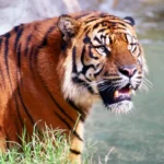10 Kebun Binatang Terbaik di AS: Dari Bronx hingga San Diego, Temukan Keajaiban Satwa!