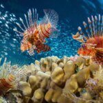Kepiting Ratu Tahu Diri: Makan Lionfish di Bali Tanpa Harus Menangkap!