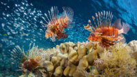 Kepiting Ratu Tahu Diri: Makan Lionfish di Bali Tanpa Harus Menangkap!