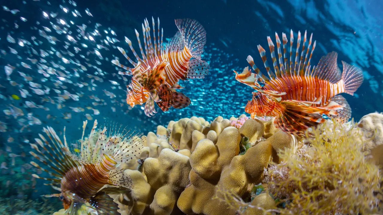 Kepiting Ratu Tahu Diri: Makan Lionfish di Bali Tanpa Harus Menangkap!
