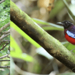 Pesona Wisata Malaysia Mengudara di Global BirdFair 2026!
