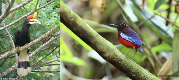 Pesona Wisata Malaysia Mengudara di Global BirdFair 2026!