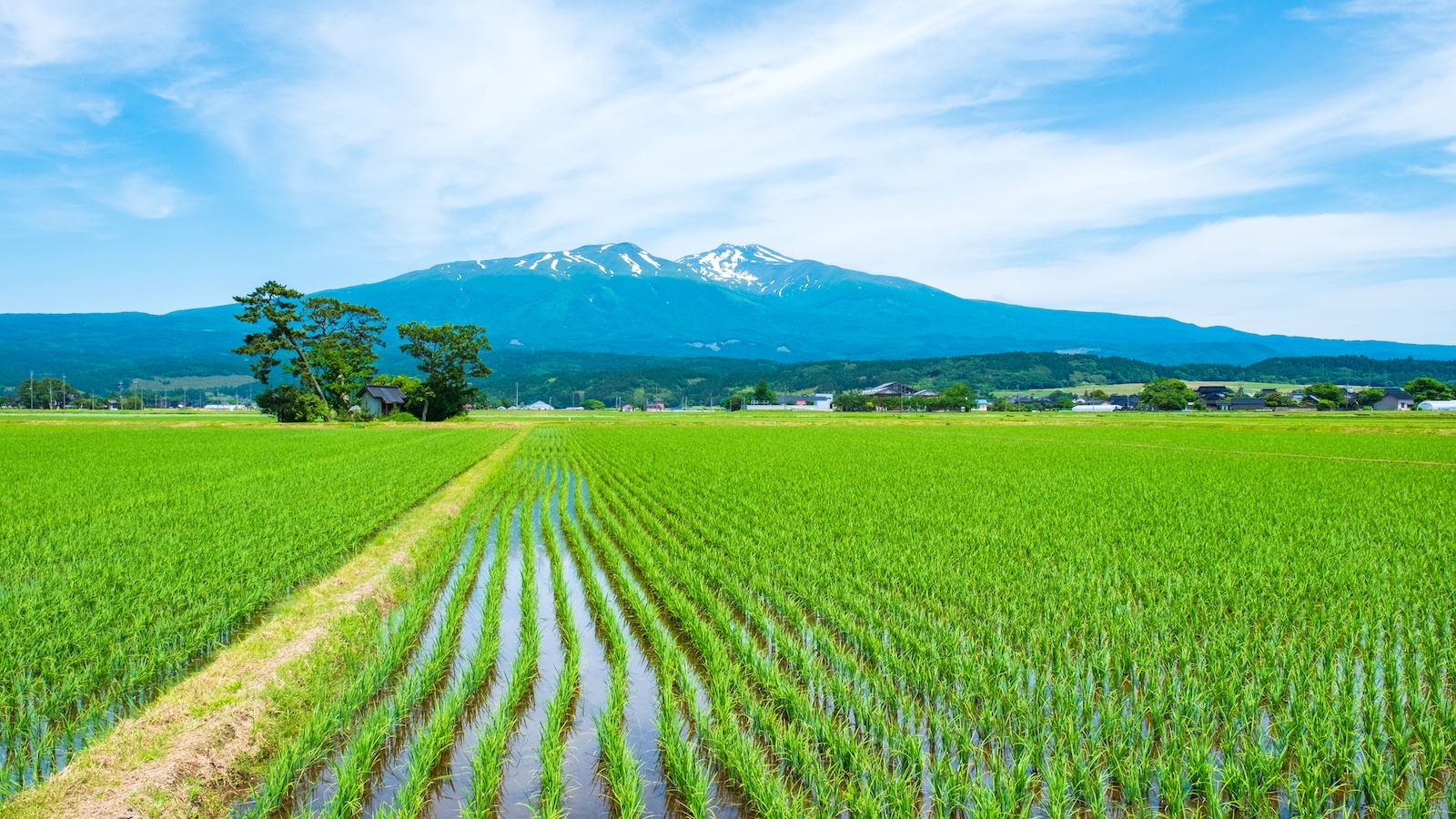 mount-chokai-rice_--pixta_115340221_m.jpeg