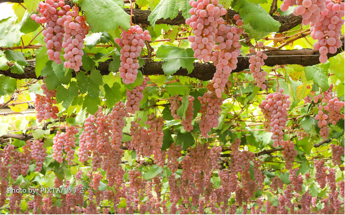 Koshu Wine - Anggur Khas Yamanashi