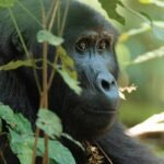 UK Dinobatkan sebagai Petualang Terbaik Dunia dalam Tantangan Global David Attenborough!