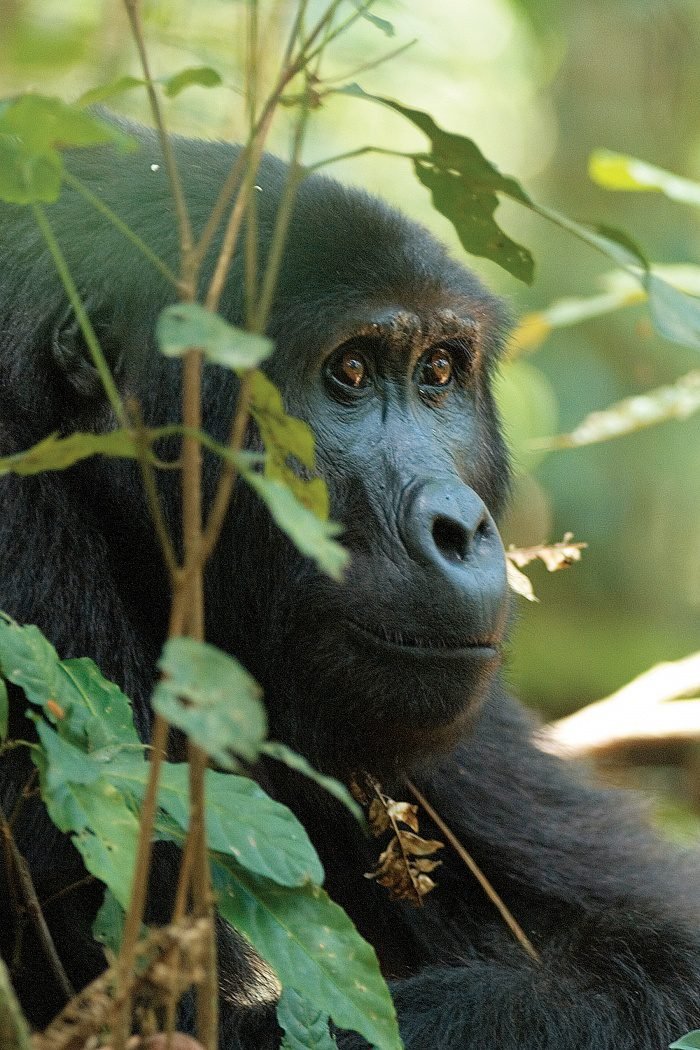 UK Dinobatkan sebagai Petualang Terbaik Dunia dalam Tantangan Global David Attenborough!