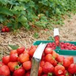 Temukan Kebun Stroberi Terbaik di Inggris untuk Pengalaman Petik Sendiri yang Seru!