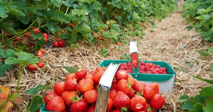 Temukan Kebun Stroberi Terbaik di Inggris untuk Pengalaman Petik Sendiri yang Seru!