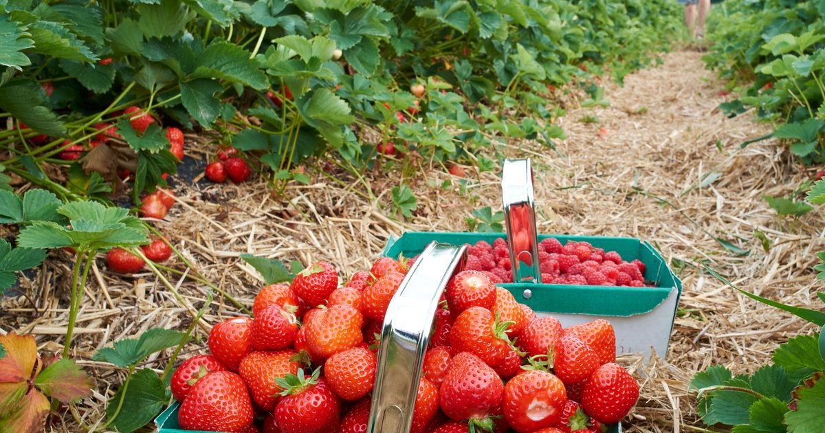 Temukan Kebun Stroberi Terbaik di Inggris untuk Pengalaman Petik Sendiri yang Seru!