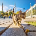 Temui Kucing-Kucing Istanbul di Hari Kucing Internasional: Serunya Bertemu Purrfect Friends!