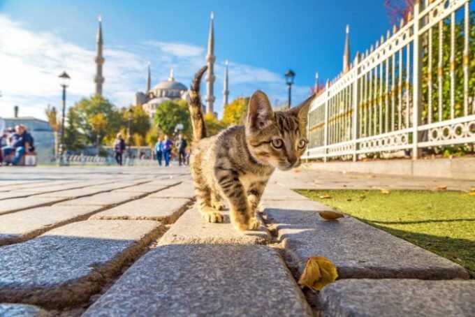 Temui Kucing-Kucing Istanbul di Hari Kucing Internasional: Serunya Bertemu Purrfect Friends!
