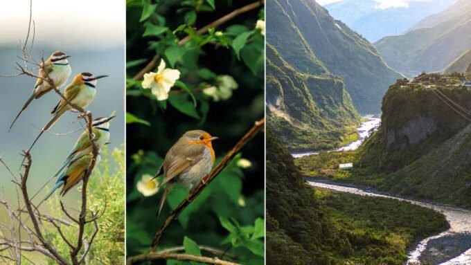 Pengamatan Burung Semakin Populer—Intip 11 Destinasi Terbaik untuk Mengalaminya!