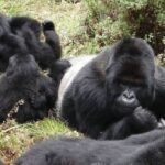 Masyarakat Uganda Tanam Pohon Demi Lindungi Habitat Gorilla! 🌳🐾
