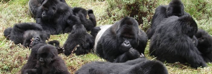 Masyarakat Uganda Tanam Pohon Demi Lindungi Habitat Gorilla! 🌳🐾