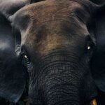 Safari Tak Terbanding: Temukan Keajaiban Alam Liar dan Budaya Kaya Gabon!