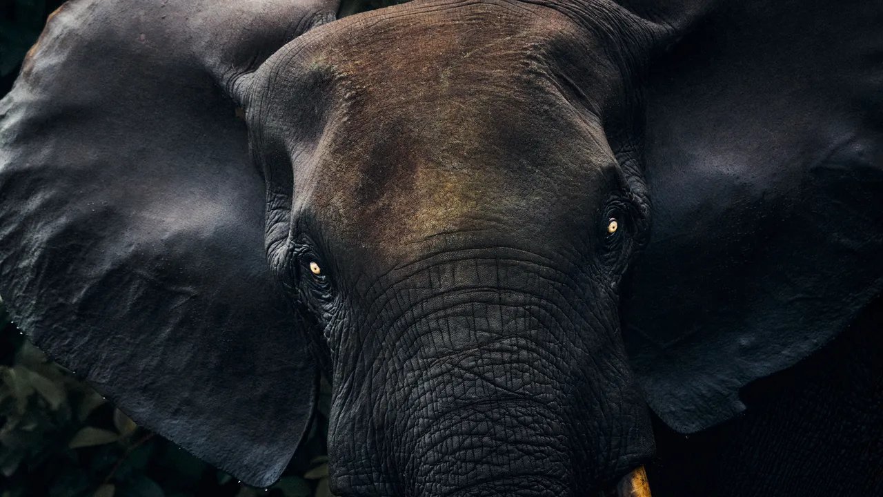 Safari Tak Terbanding: Temukan Keajaiban Alam Liar dan Budaya Kaya Gabon!