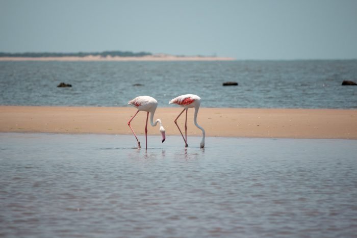 Mozambique Siap Sambut Wisatawan Inggris: Pertumbuhan Pariwisata Melesat Menuju 2027!