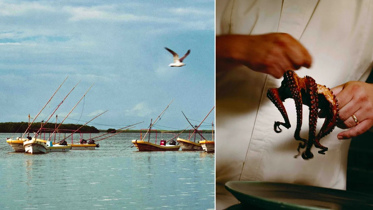 Sehari Berpetualang di Laut Bersama Penangkap Gurita Yucatán!